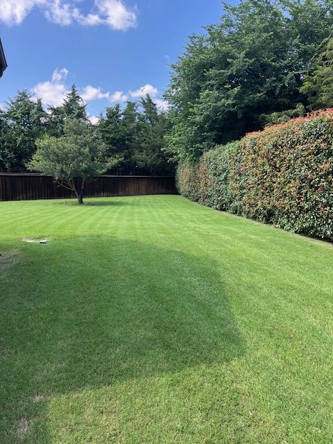 Sunny backyard lawn with green grass, tall hedges, and trees under a blue sky