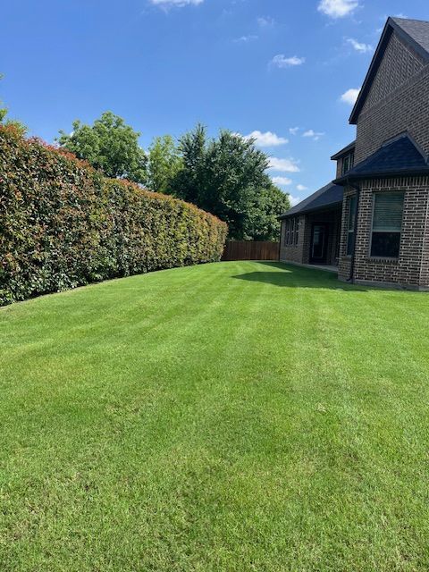 Sunny backyard lawn beside a brick house, with a tall hedge and blue sky.