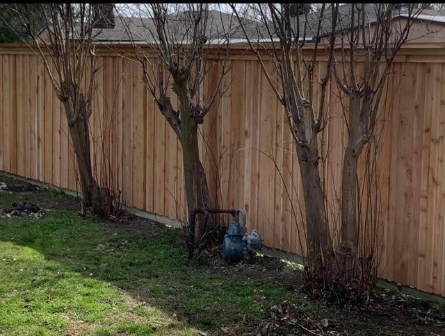 Leafless shrubs lined along a wooden fence in a grassy yard, with a garden hose reel near the center.