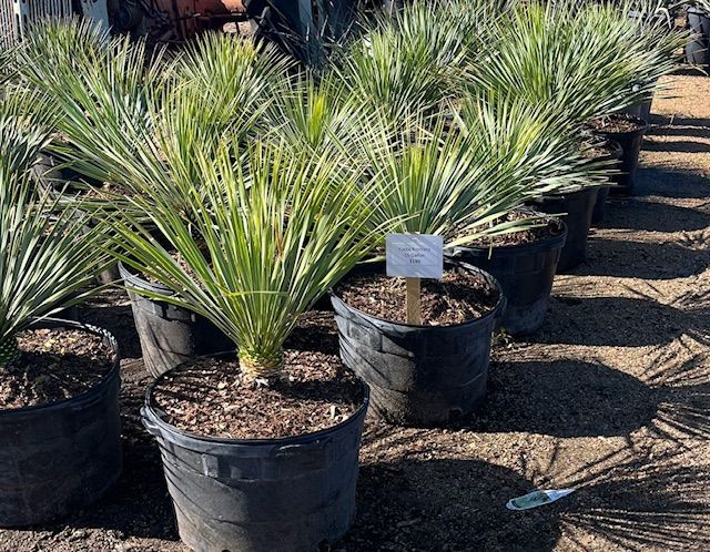 A bunch of potted plants are sitting on the ground.
