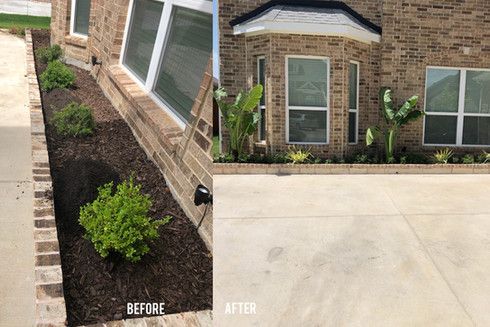 Before-and-after of a house front bed: sparse shrubbery replaced with neat landscaping and banana plants.