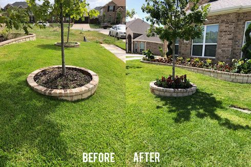 Before-and-after yard makeover with two circular tree beds and greener lawn.