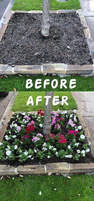 Before-and-after of a tree planter bed, from bare soil to colorful flowers and greenery.