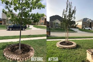 Before-and-after view of a tree ringed with brick edging, showing a mulched bed replaced by grass