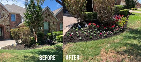 Before-and-after front yard landscaping with trimmed bushes and a new flower bed of pink blooms.