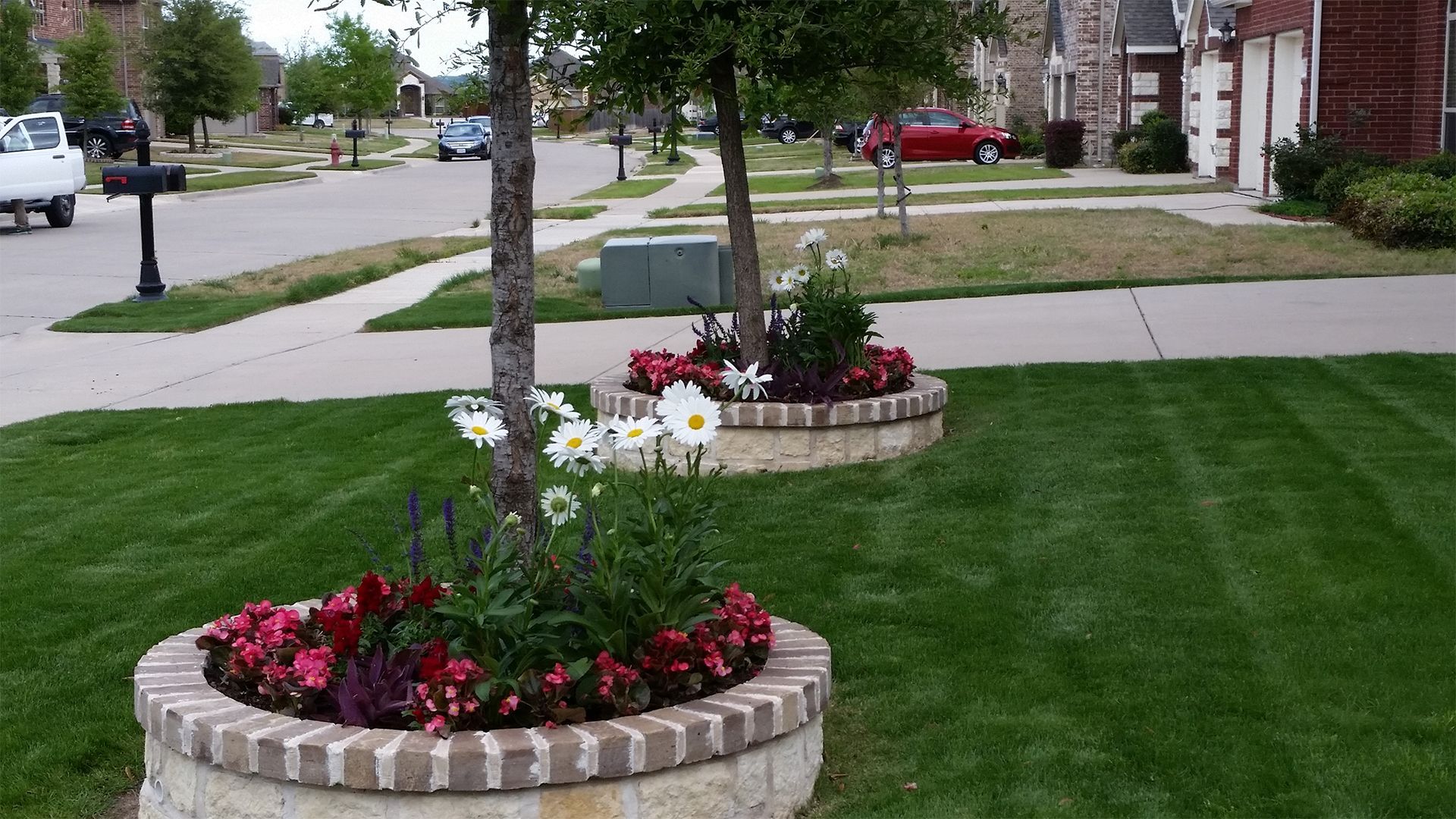 Landscaped suburban yard with circular flower beds, red and white flowers, and a neatly mowed lawn near a sidewalk.