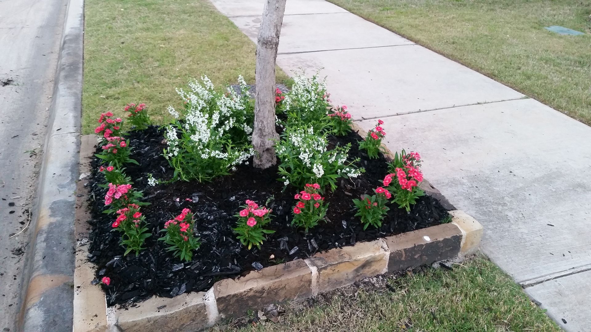 Small flower bed with pink and white flowers around a tree beside a sidewalk and curb