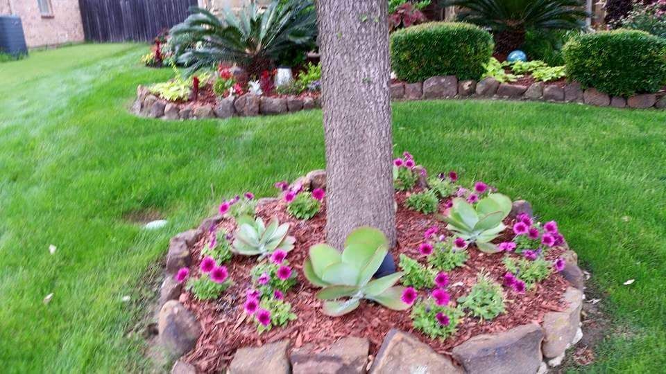 Tree surrounded by a circular flower bed with pink blooms and succulents in a landscaped lawn