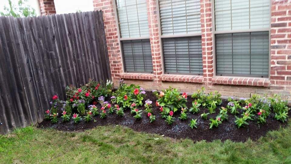 Newly planted flower bed with pink and red flowers beside a wooden fence and brick house windows