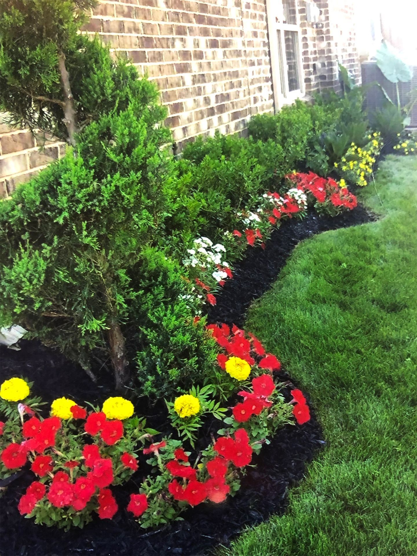 Colorful flower bed of red, yellow, and white blooms along a brick house with green shrubs and lawn