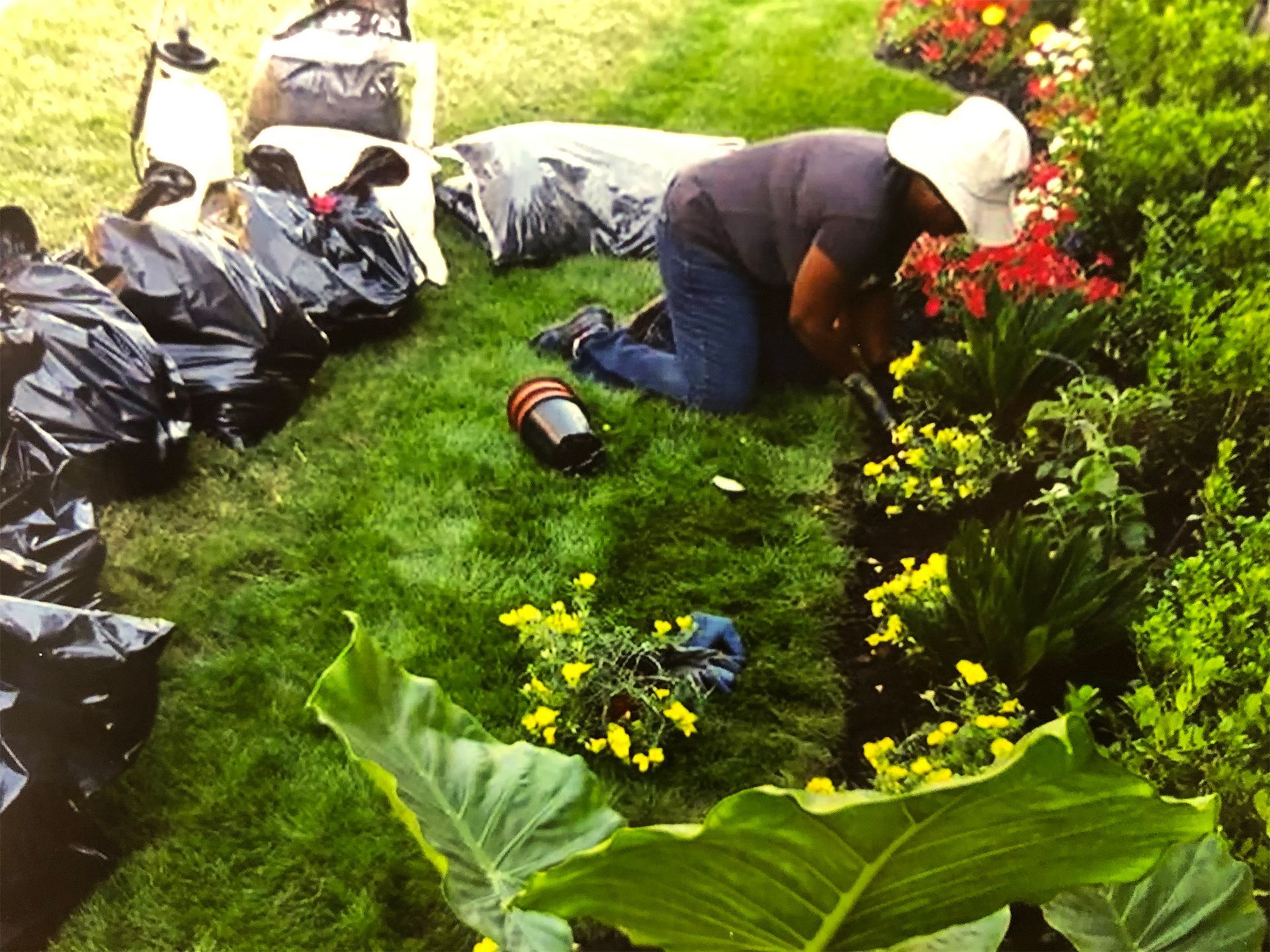 Person kneeling in a garden, tending red flowers beside black trash bags and green plants.