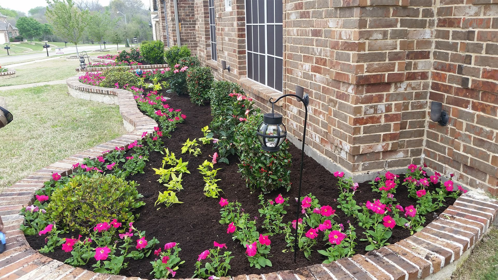 Brick house garden bed with pink flowers and dark mulch curving along the walkway