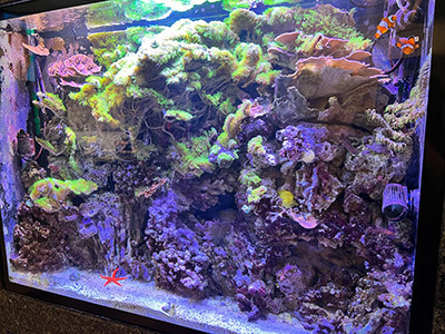 A large aquarium filled with lots of corals and fish.