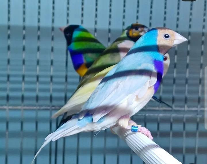 Due fringuelli colorati appollaiati su un'asta bianca in una gabbia, uno rivolto a destra e l'altro dietro di essa.