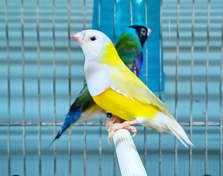 Due uccelli colorati appollaiati su un'asta bianca all'interno di una gabbia