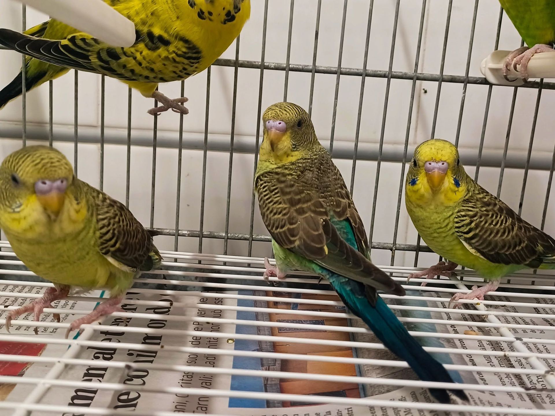 Quattro pappagallini ondulati appollaiati in una gabbia, tra cui esemplari verde-gialli e blu.