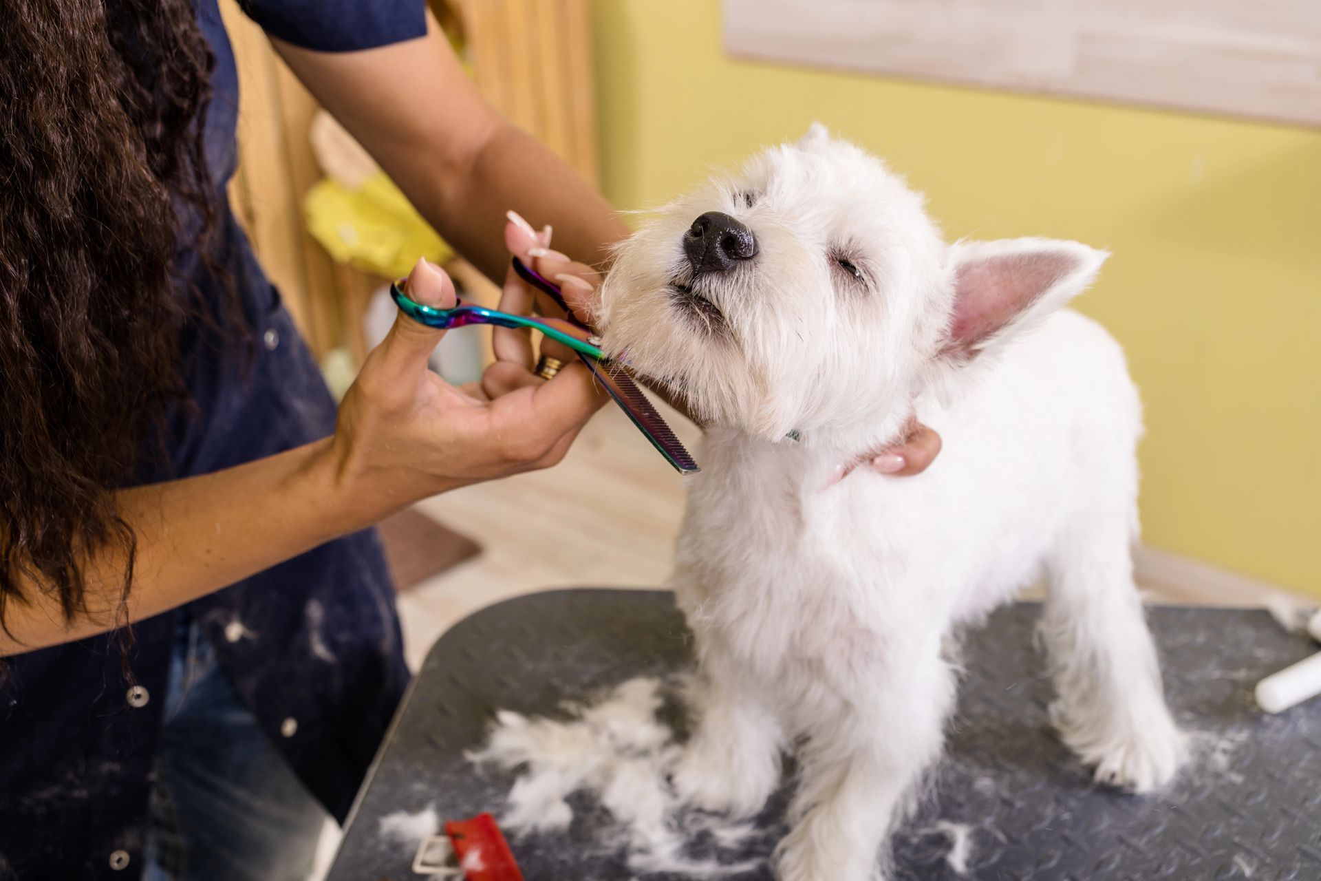 Cane bianco toelettato con il rasoio su un tavolo da toelettatura, con il pelo sparso intorno alle zampe.
