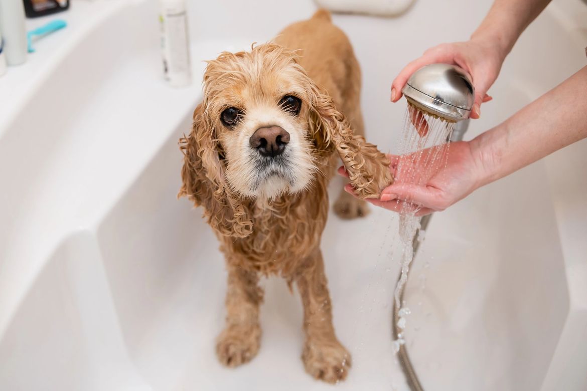 Un cagnolino bagnato viene sciacquato nella vasca da bagno con una doccetta a mano.