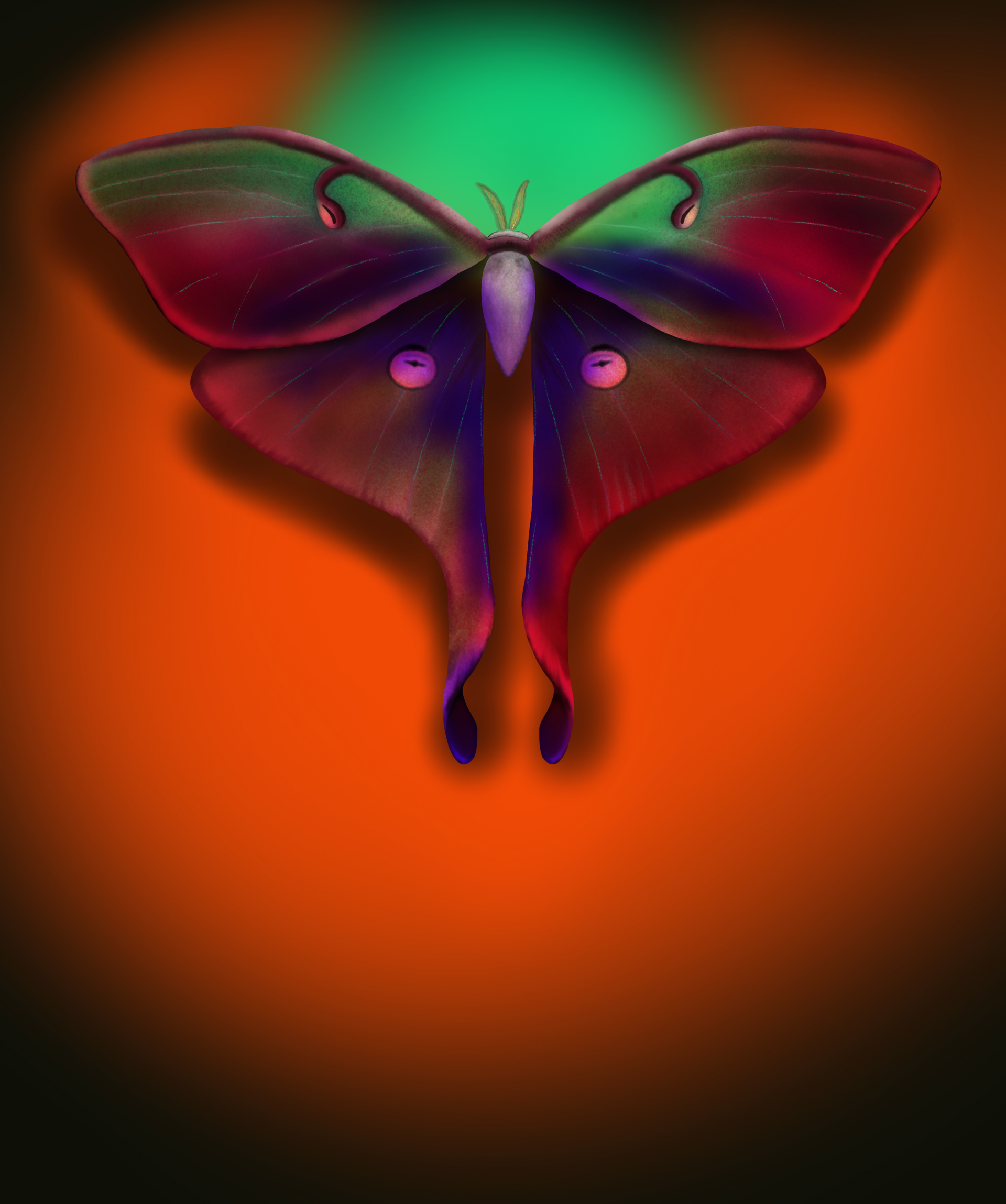 A colorful moth is sitting on an orange background.