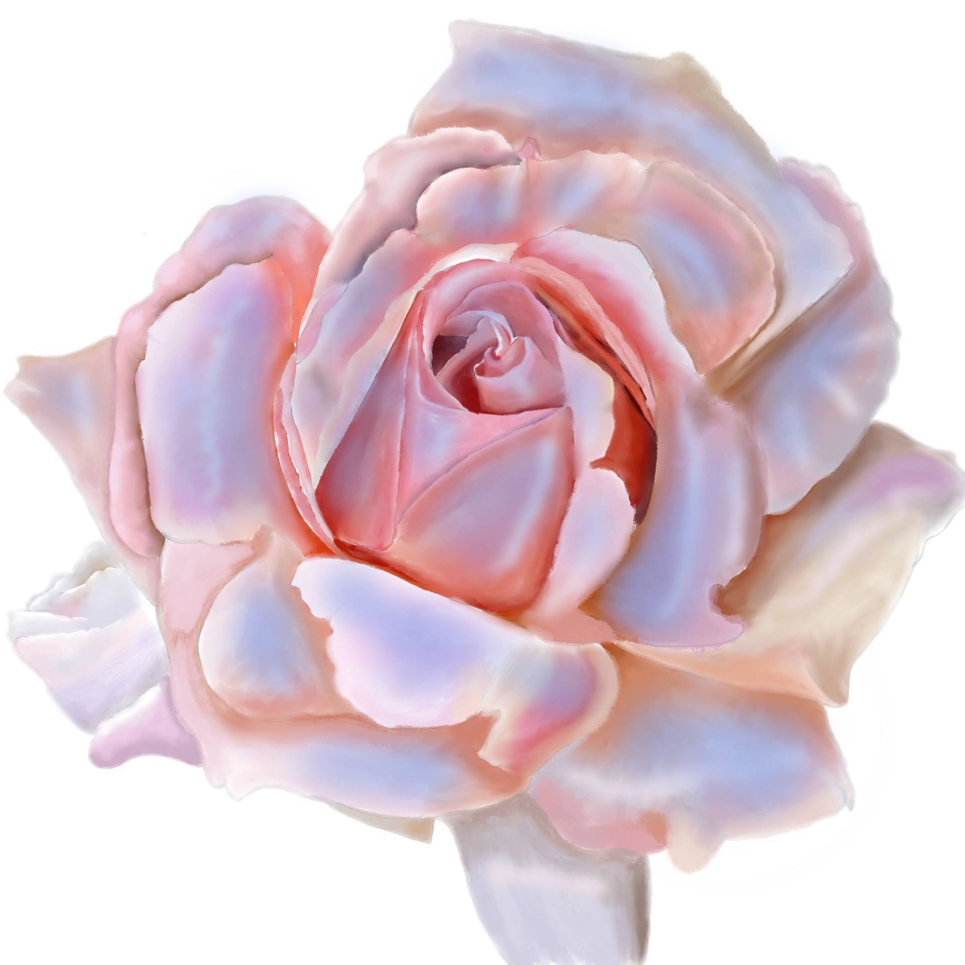 A close up of a pink rose on a white background