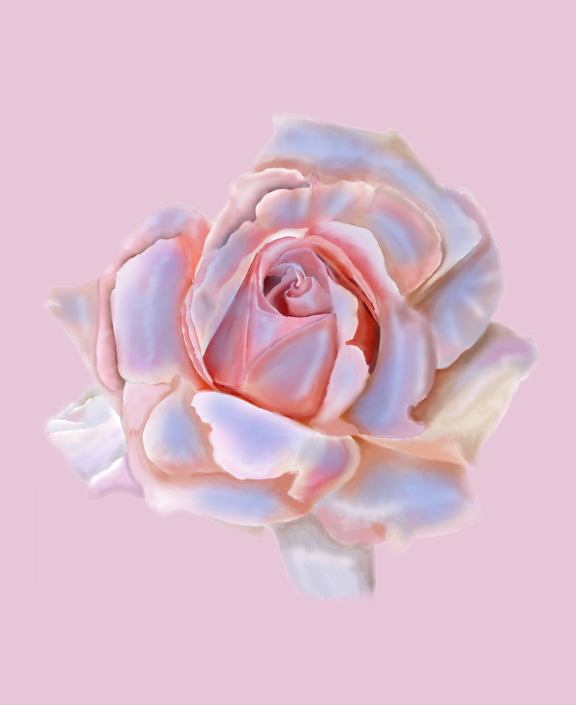 A close up of a pink rose on a pink background.