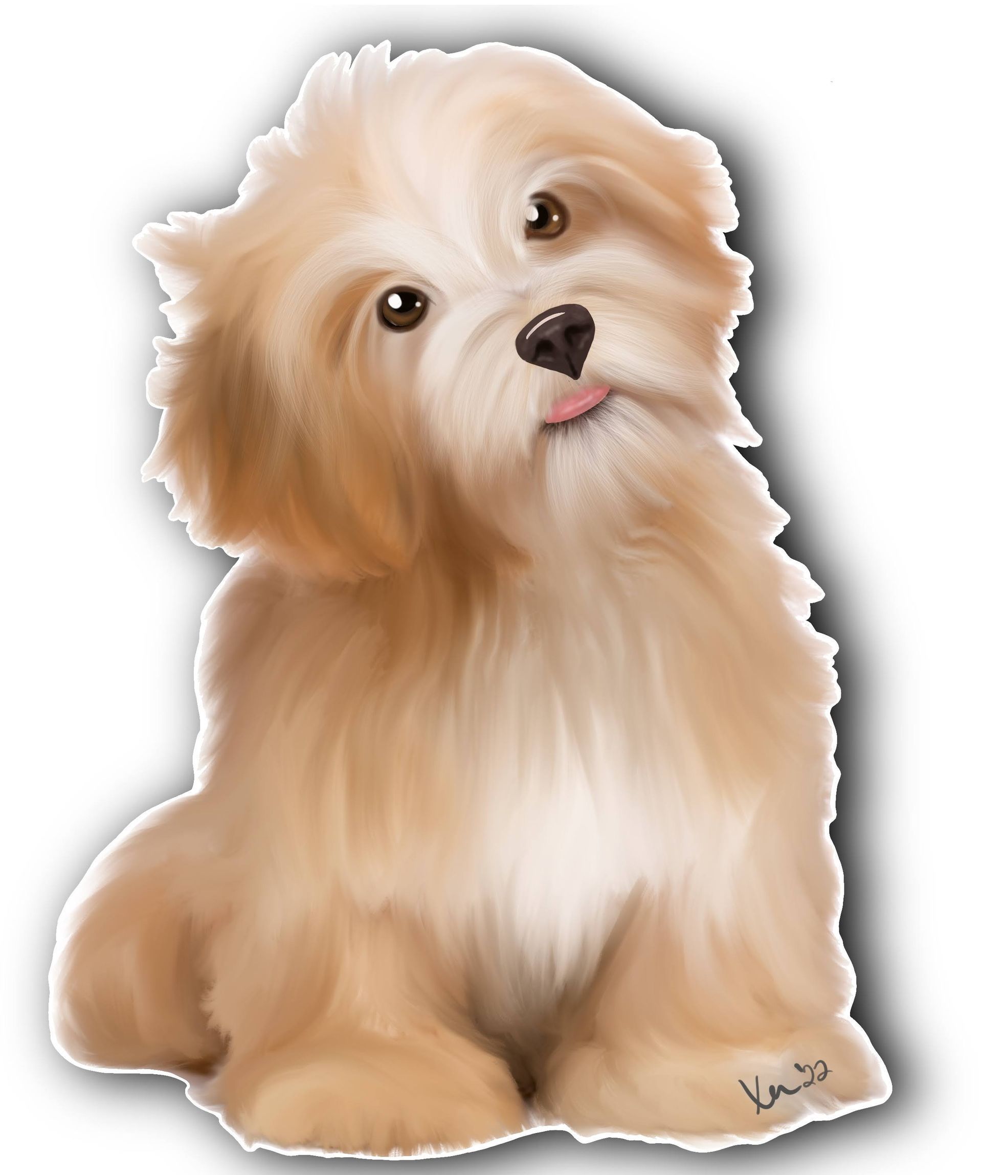 A small brown and white dog is sitting on a white background