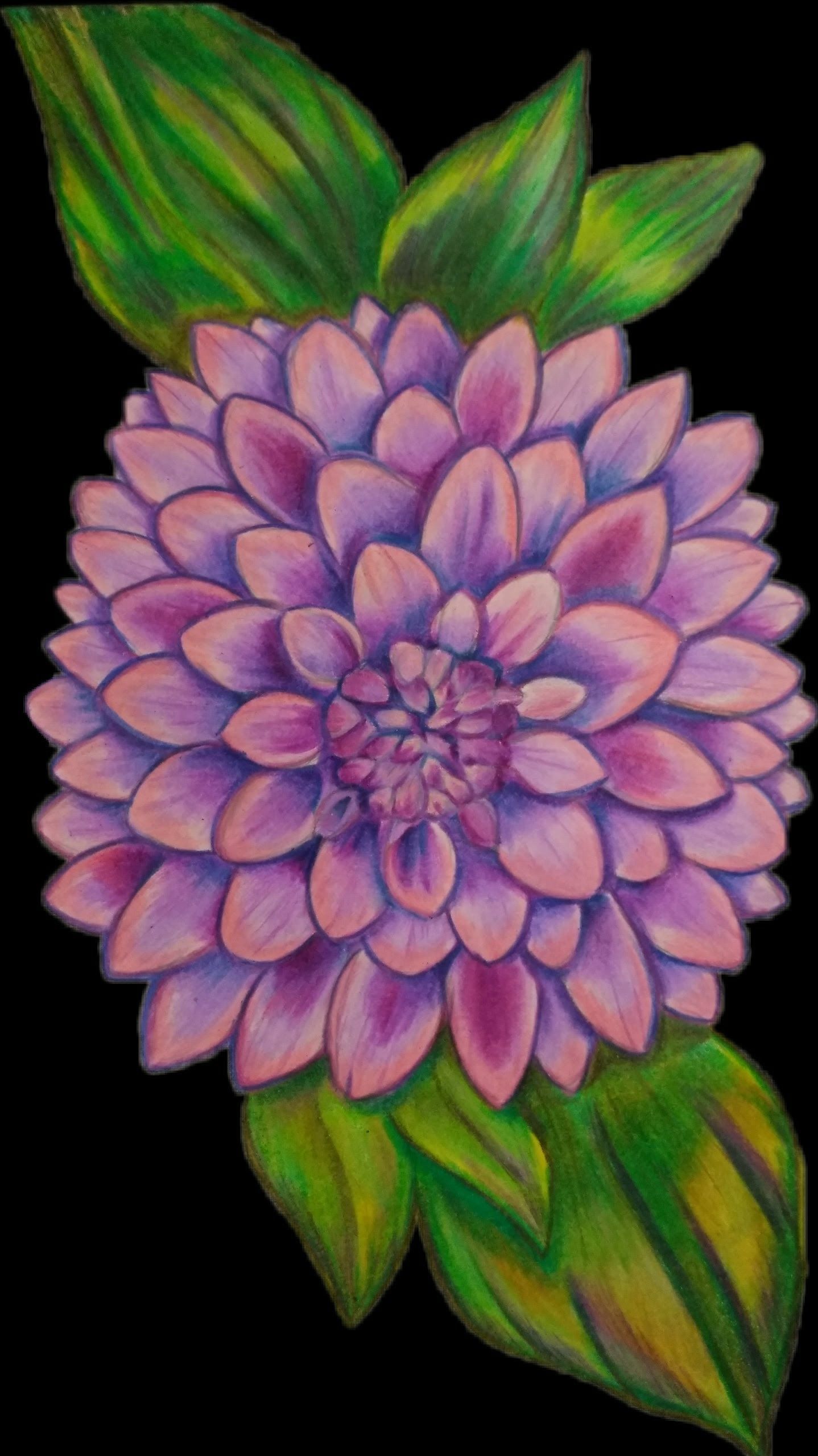 A purple flower with green leaves on a black background.