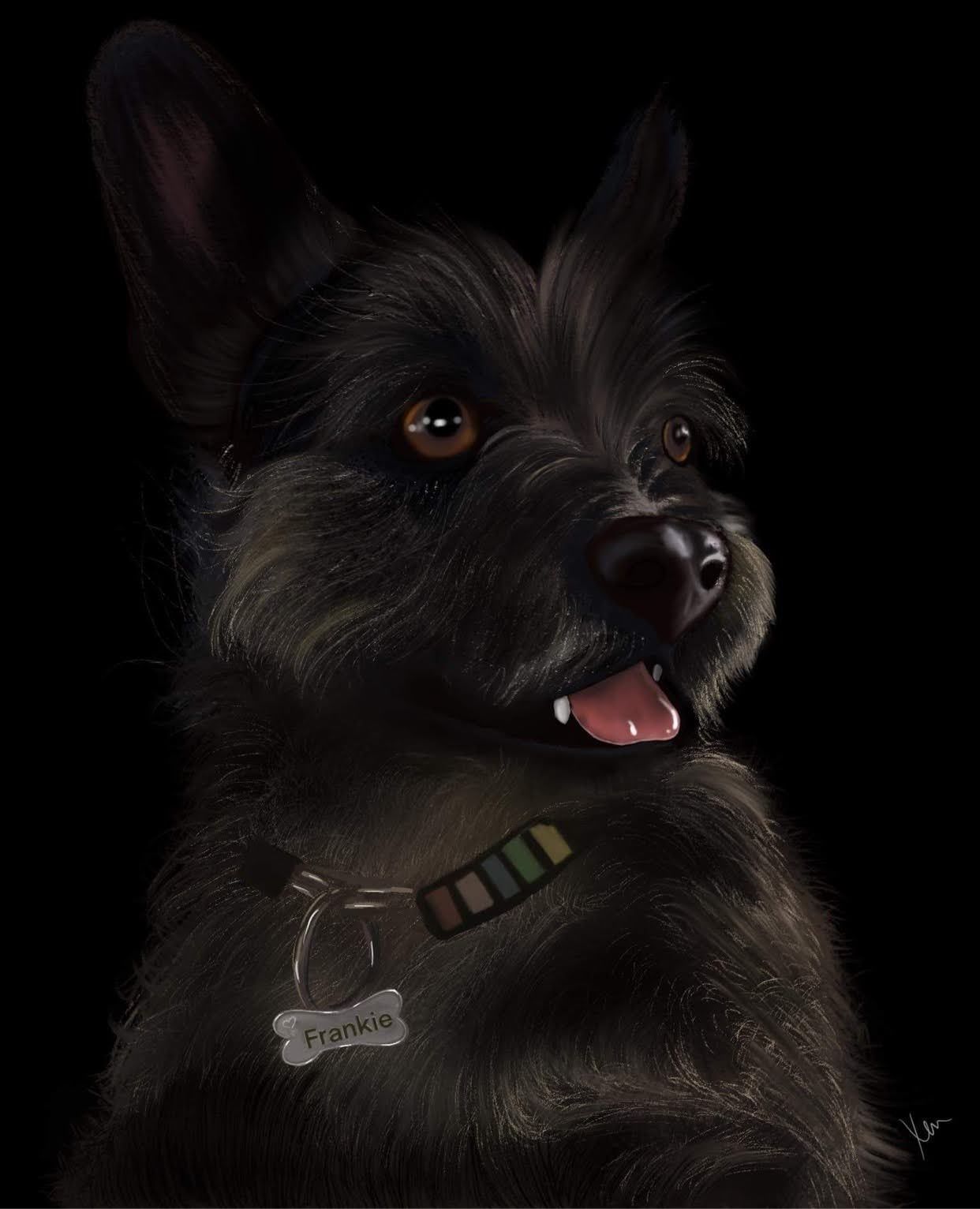 A small black dog with a tag that says ' frankie' on it