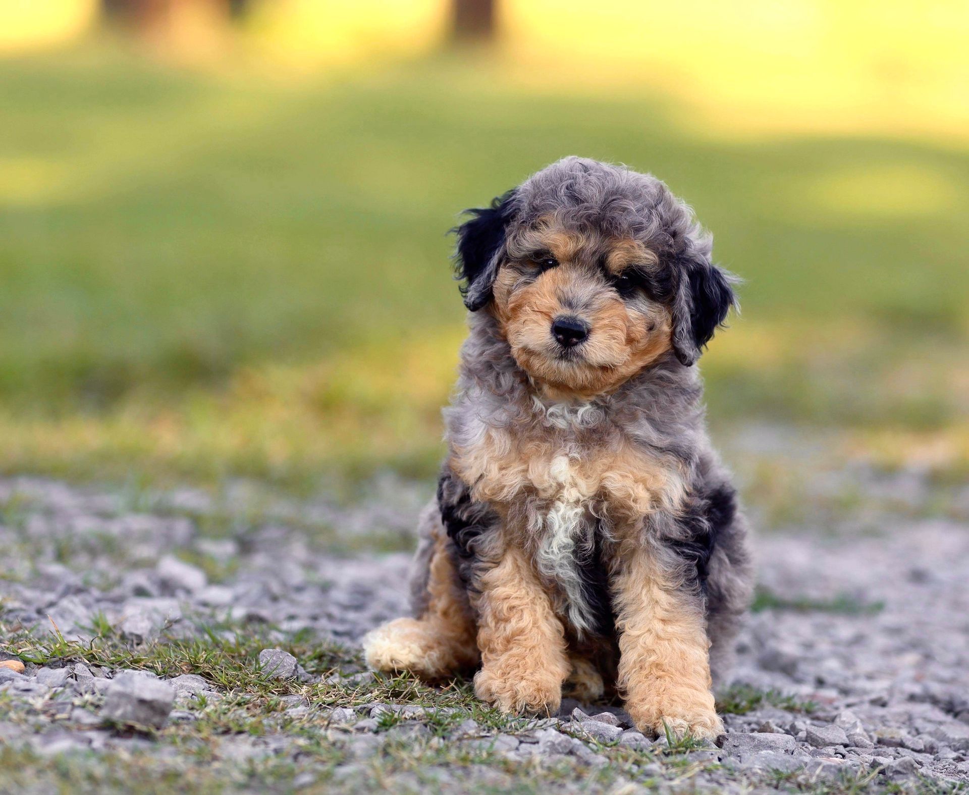 Ozark Aussiedoodles Toy Aussiedoodle Puppies Home Ozark Aussiedoodles Toy Aussiedoodle Puppies Home