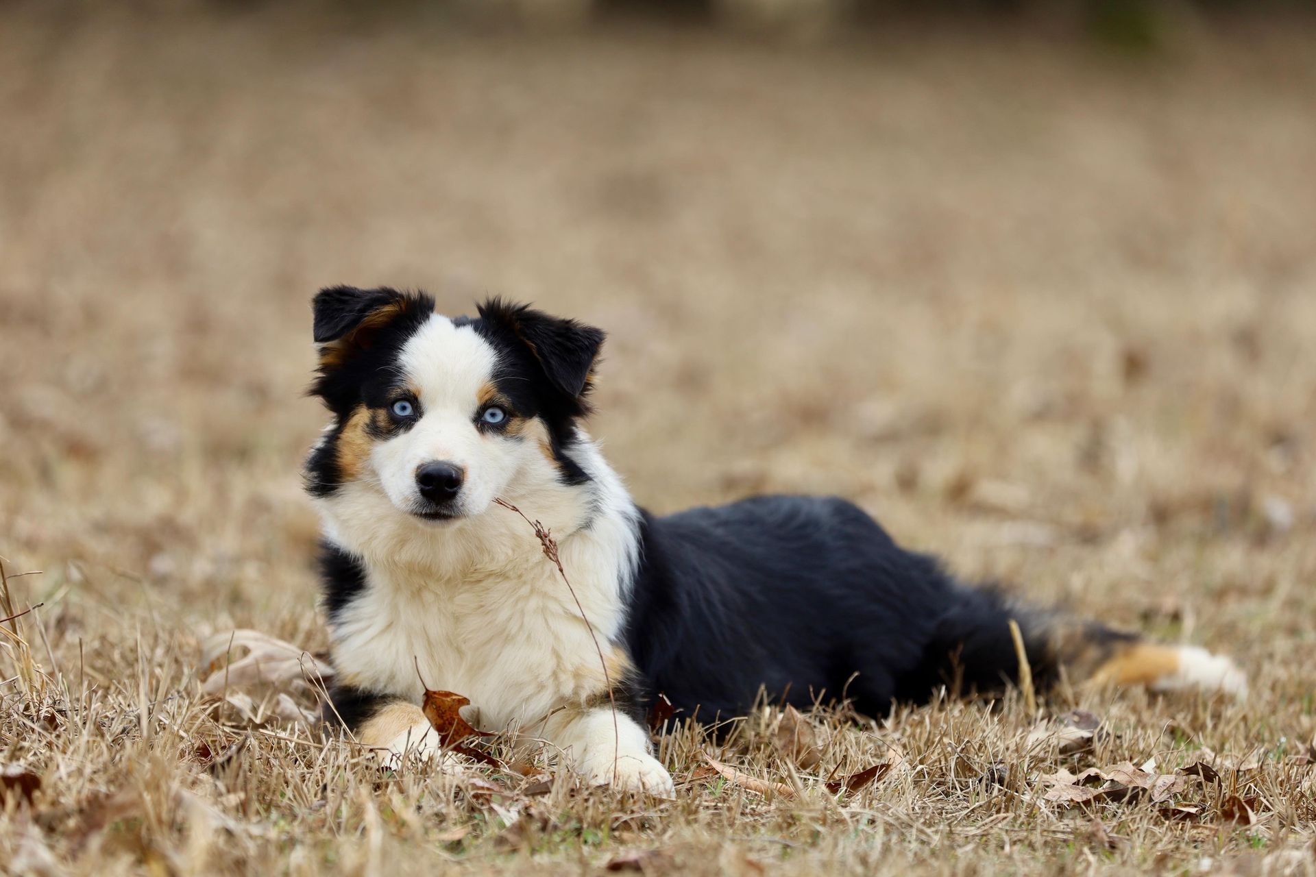 Parents Ozark Aussiedoodles Doodle Puppies parents-ozark-aussiedoodles-doodle-puppies
