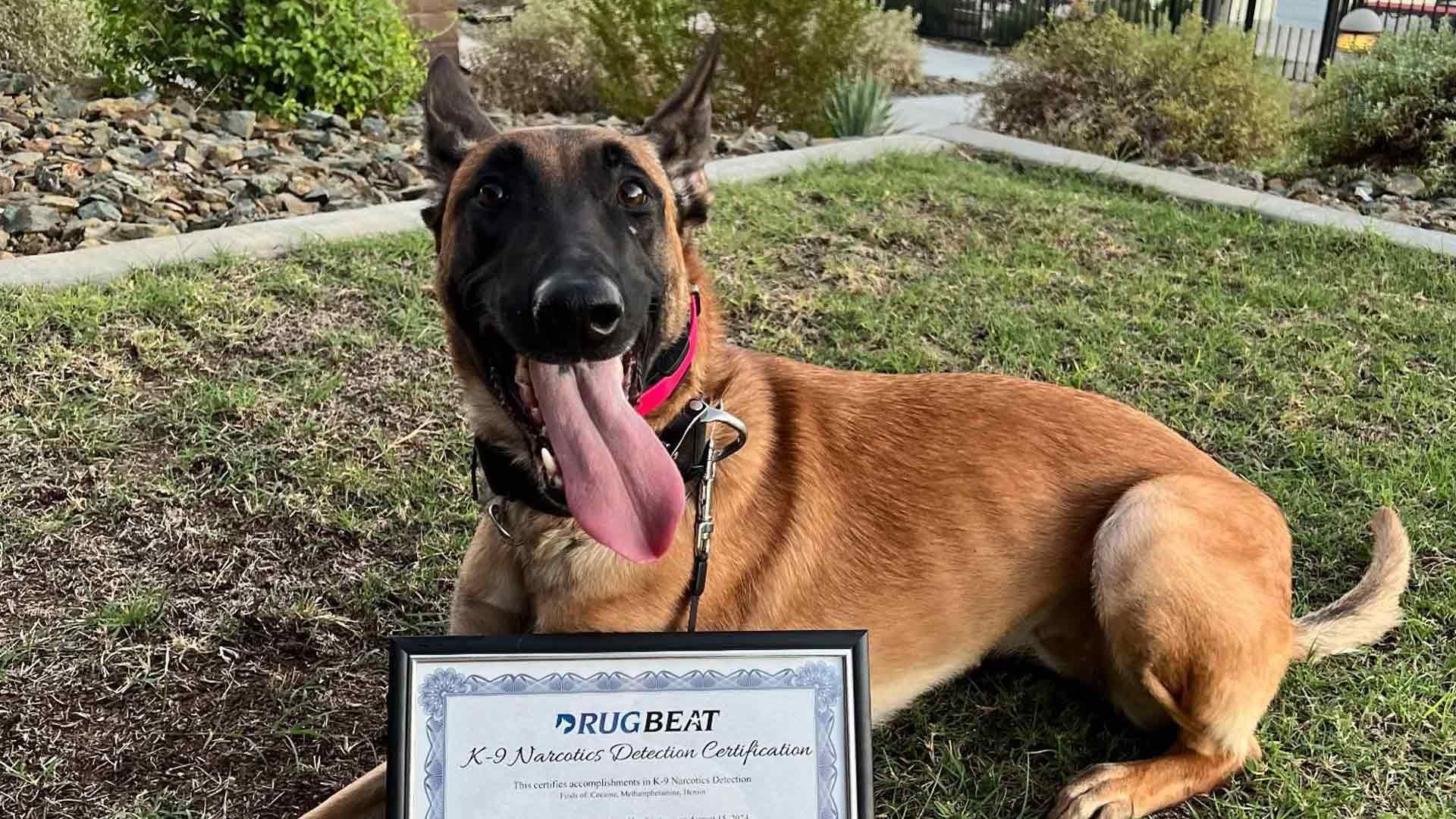 Belgian Malinois dog with tongue out, lying on grass next to a certificate.