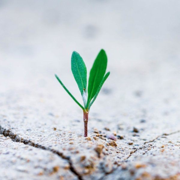 Designed to grow