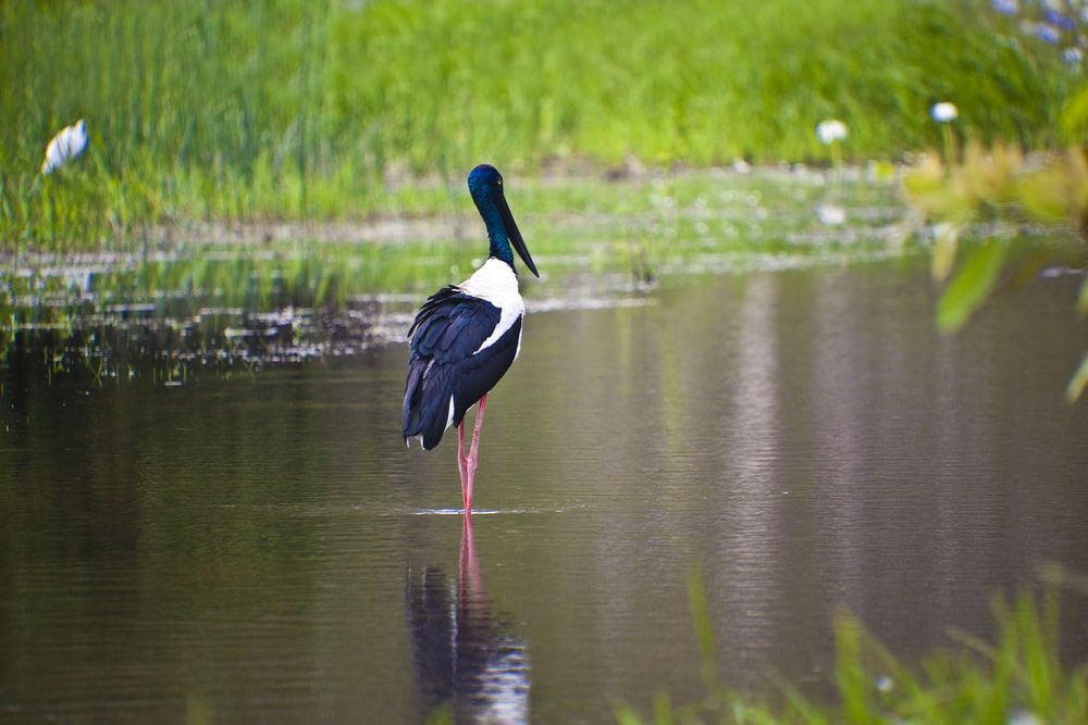 A Black and White Stork With a Blue Head Stands in Calm Water — NT Driver Guide - Escorted Touring & Transfers in Darwin City, NT