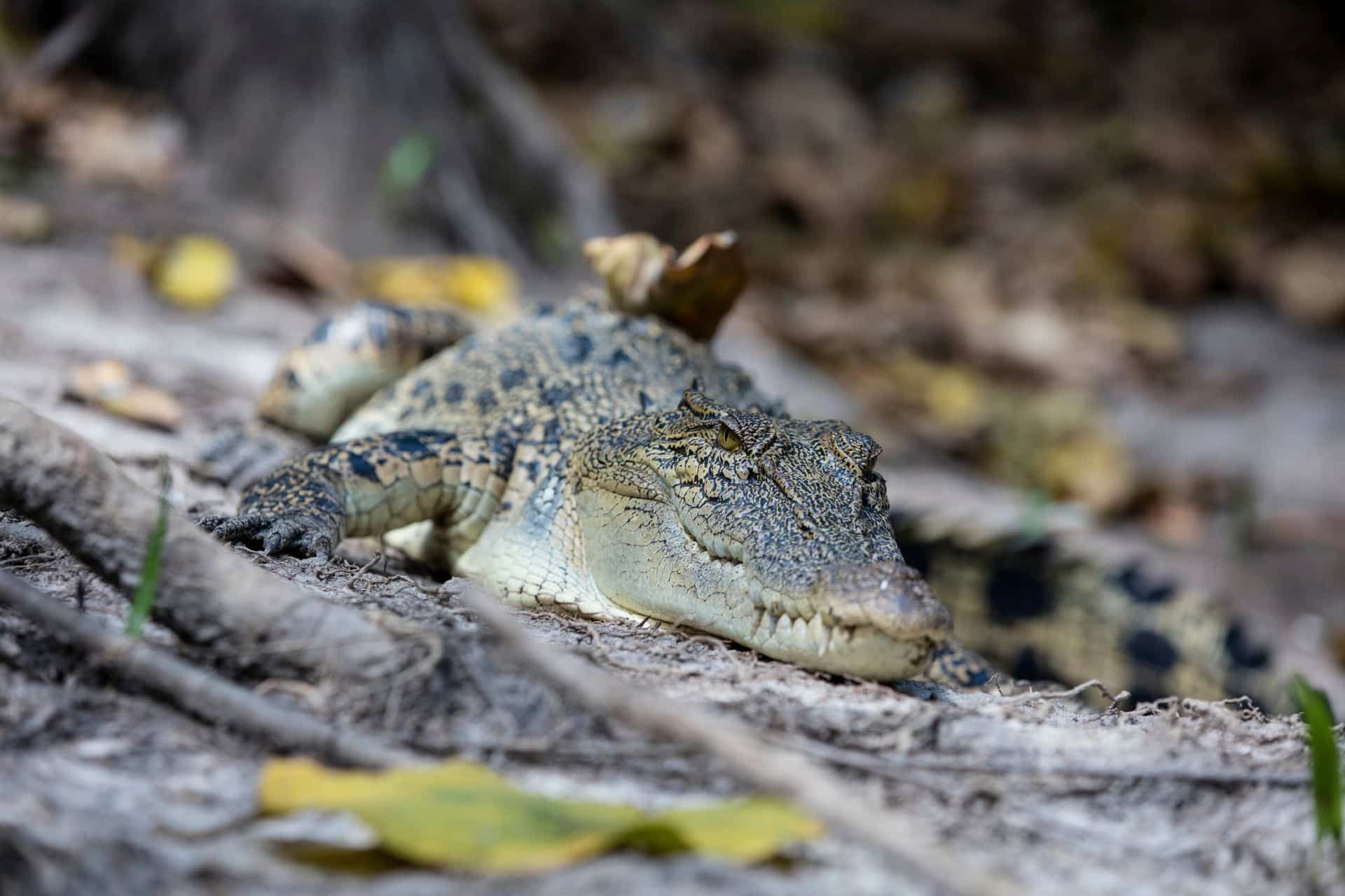 A Resting Crocodile Lies on the Ground — NT Driver Guide - Escorted Touring & Transfers in Darwin City, NT