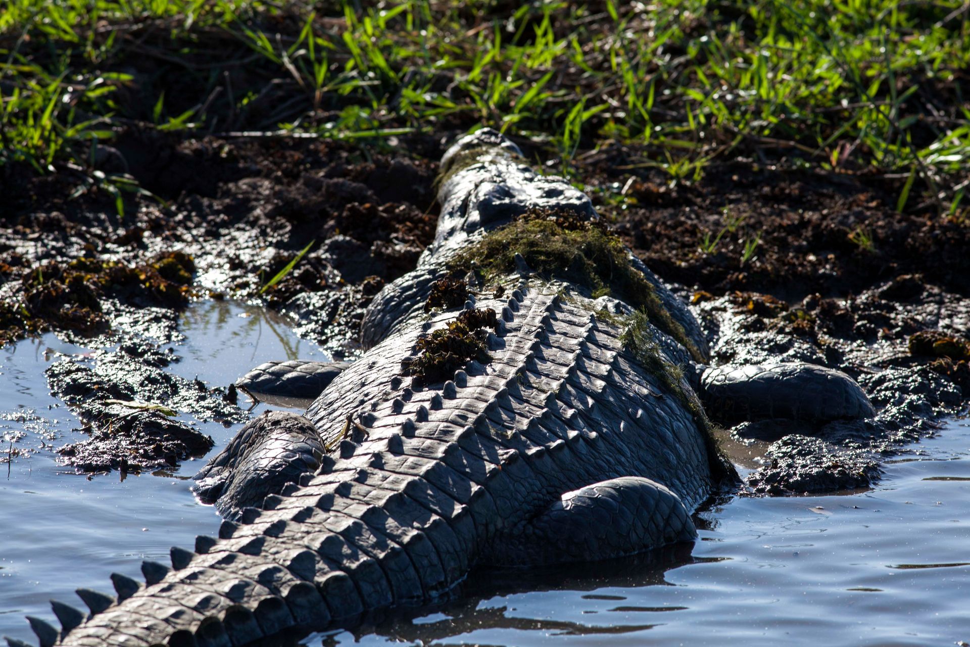 A Large Crocodile Lies Partially Submerged in Calm Water — NT Driver Guide - Escorted Touring & Transfers in Darwin City, NT