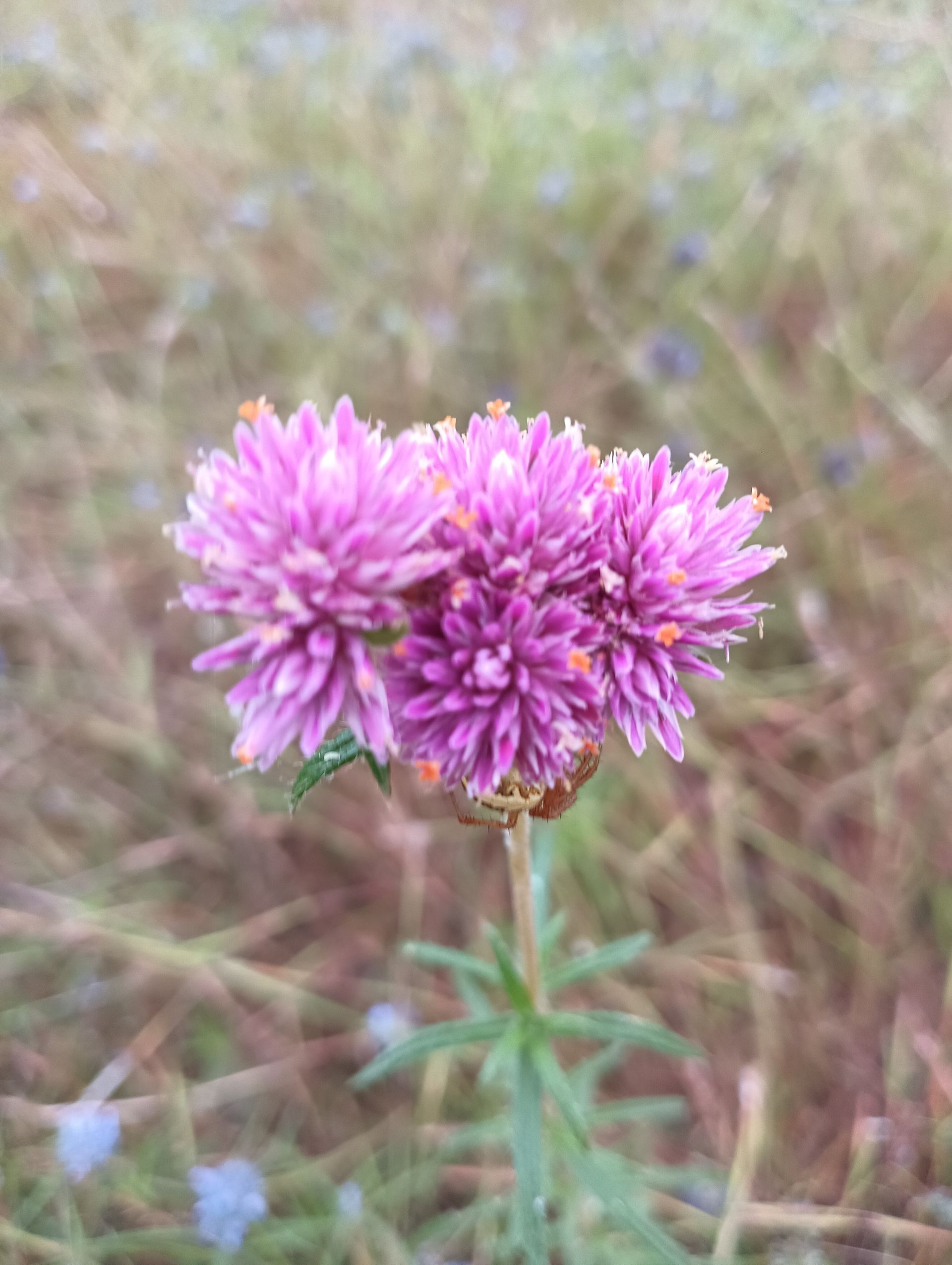 Three vibrant purple globe amaranth flowers with orange stamens against a blurry green and brown background — NT Driver Guide - Escorted Tours & Transfers in Darwin City, NT