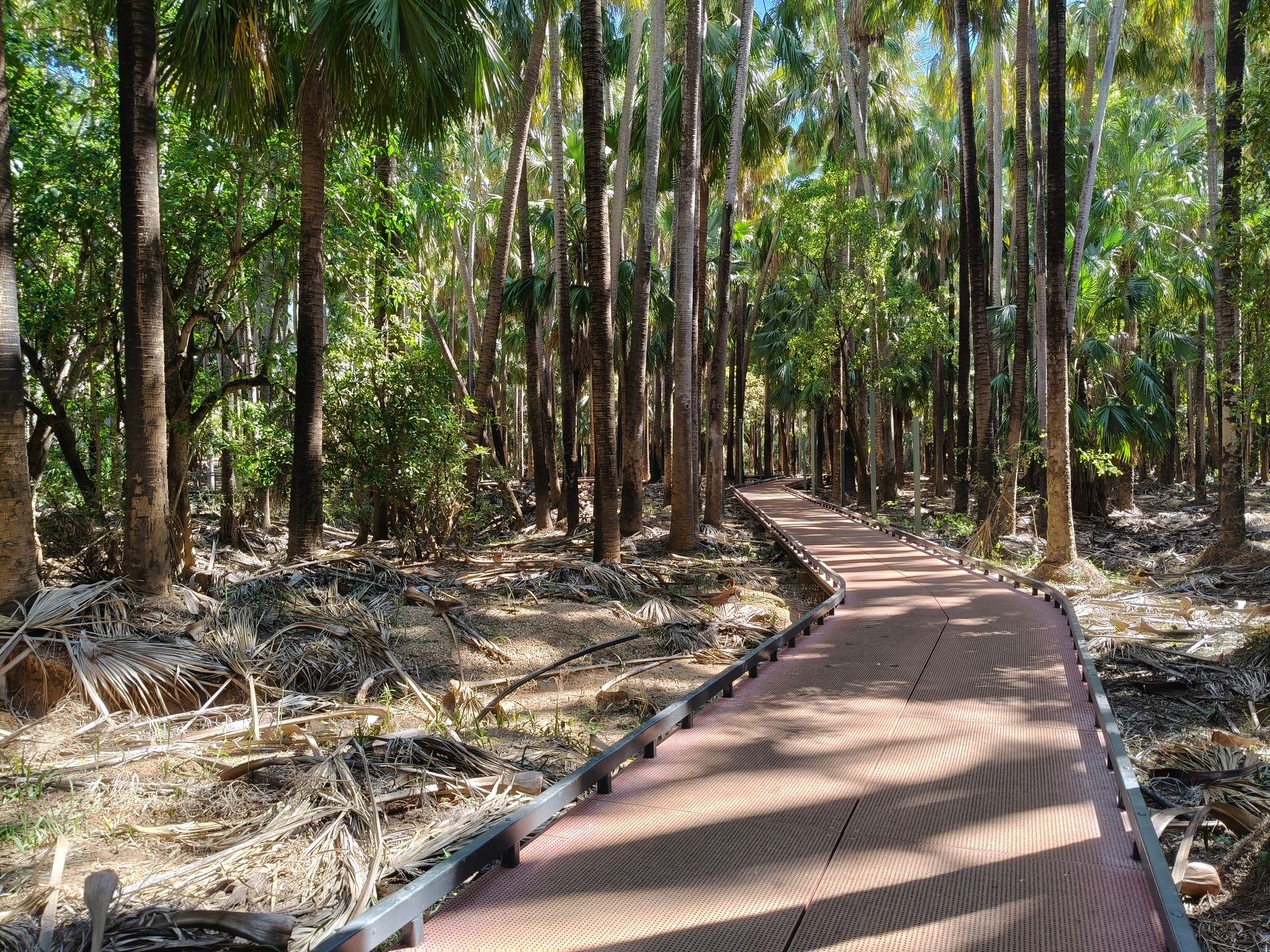 A red boardwalk winds through a dense forest of tall, slender trees, lit by sunlight — NT Driver Guide - Escorted Tours & Transfers in Darwin City, NT
