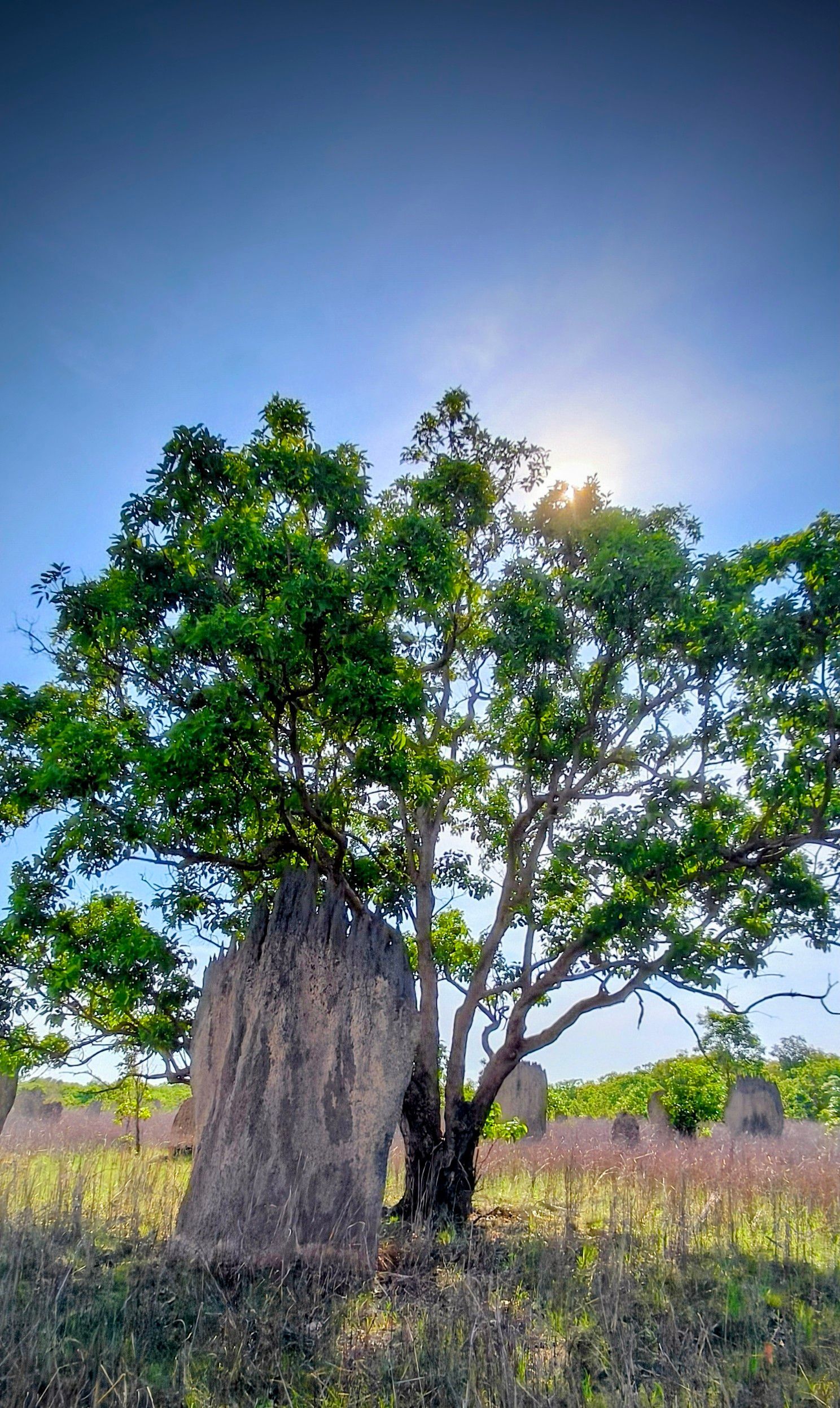 Sunlit tree with green leaves next to a large termite mound, set in a grassy field under a blue sky — NT Driver Guide - Escorted Tours & Transfers in Darwin City, NT