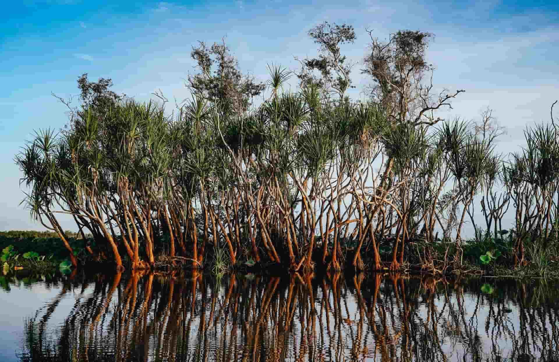A Cluster of Mangrove Trees With Slender Trunks and Lush Foliage — NT Driver Guide - Escorted Touring & Transfers in Darwin City, NT