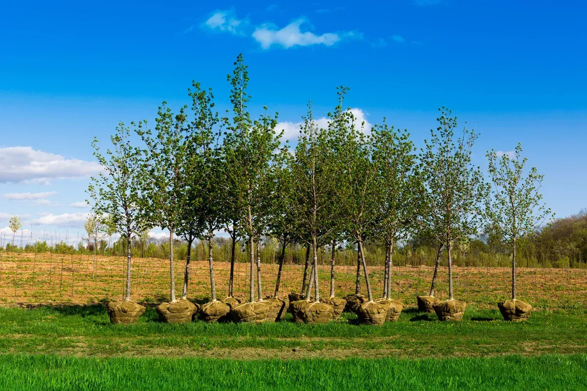 large tree installation and relocation process in melville ny