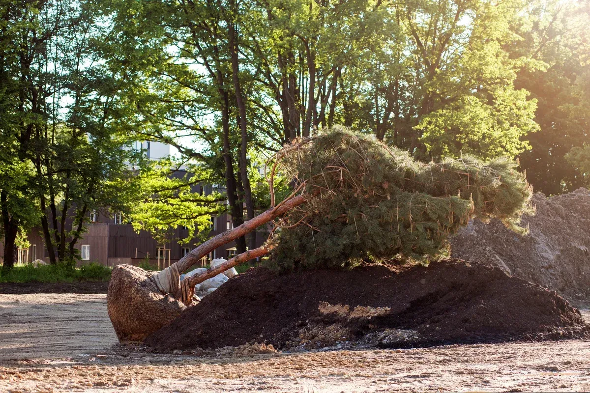 professional tree planting and transplanting methods in melville ny