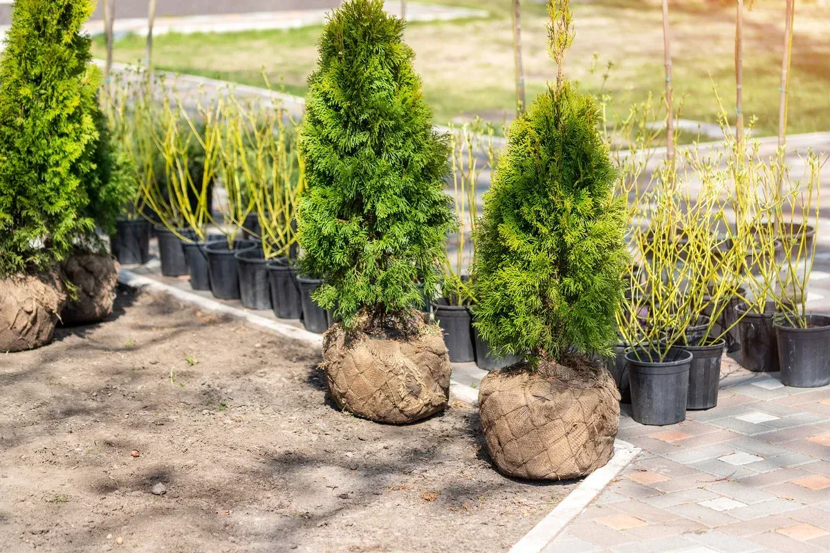 tree installation site evaluation and planning in melville ny