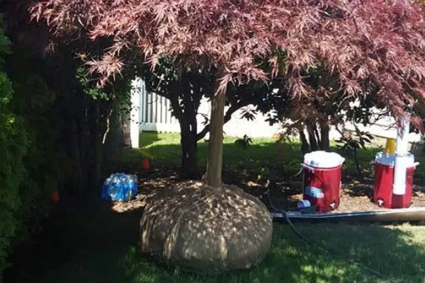 professional tree installation and transplanting services in melville ny