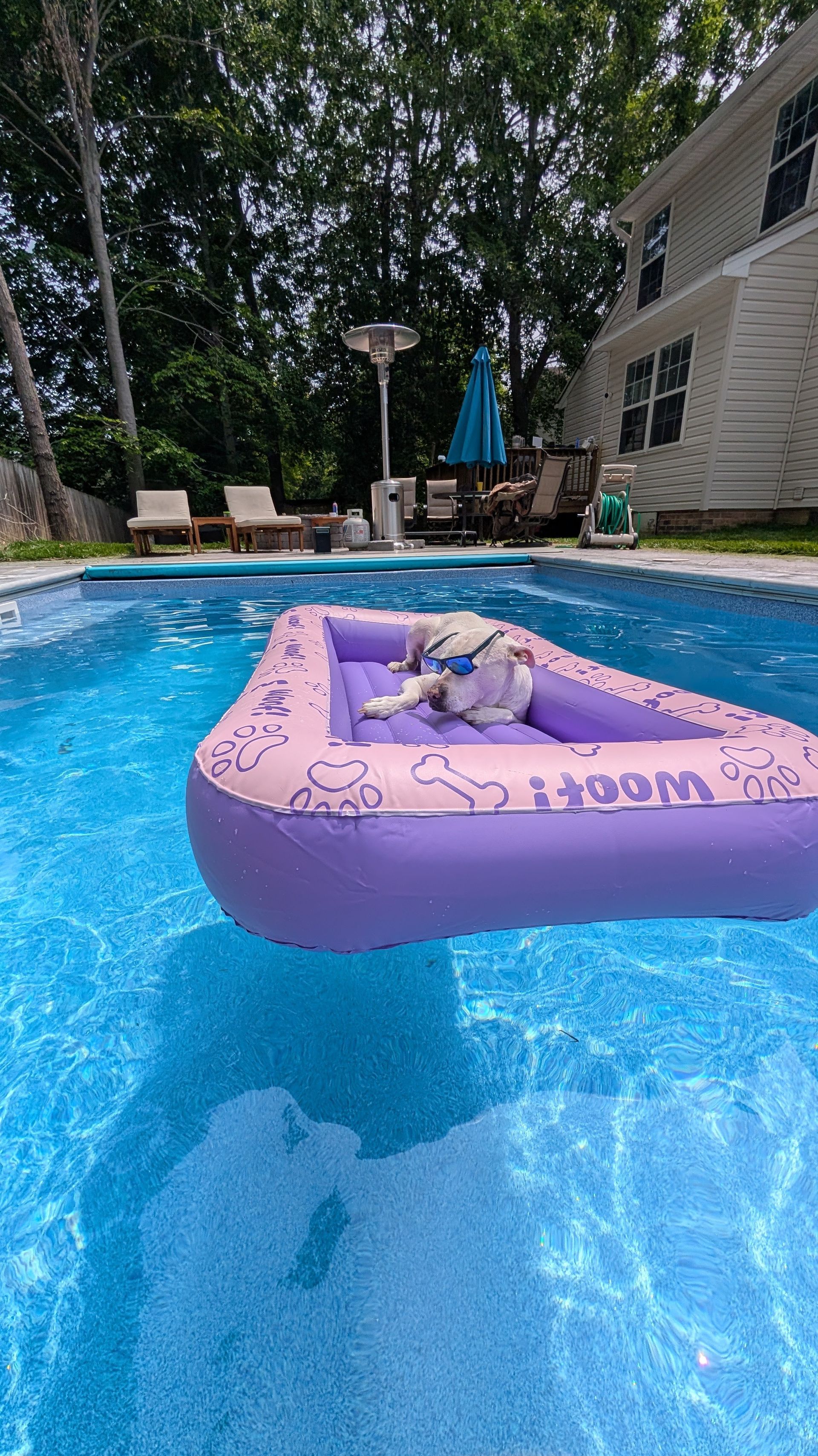 A white dog wearing blue sunglasses relaxes on a purple inflatable dog-shaped pool float in a backyard swimming pool.