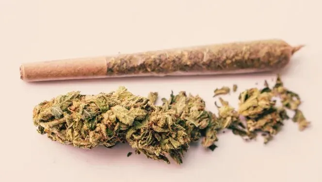 A paper cone joint rolled and a tropical cannabis flower bud. 