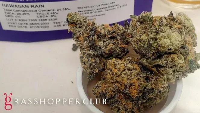 Hawaiian Rain tropical marijuana strain close up from Grasshopper Club Chicago Dispensary.