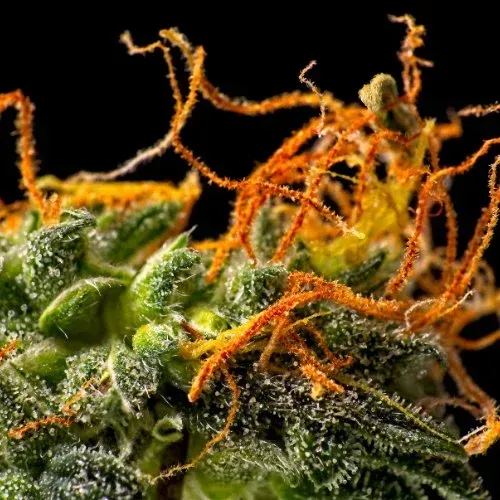 Macro cannabis trichome flower with beautiful tropical orange colors. 