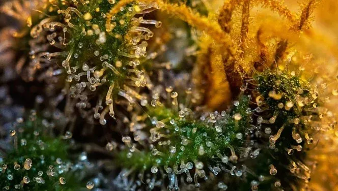 Macro closeup of the trichomes on a marijuana plant, which contains the terpenes. 