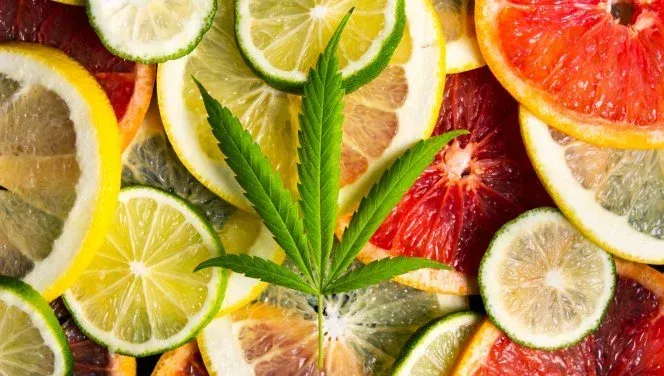 Bright yellow slices of lemons, gren limes and oink grapefruit with a cannabis leaf depicting tropical cannabis strains. 