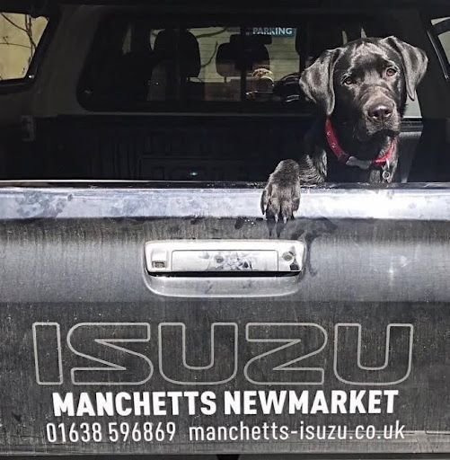 Black dog peeks over the tailgate of an Isuzu truck with